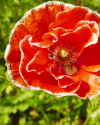 Klatschmohn mit Rand